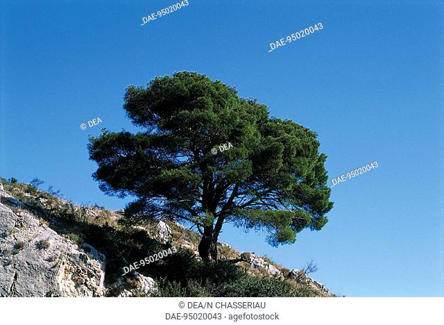 Aleppo Pine (Pinus halepensis), Pinaceae