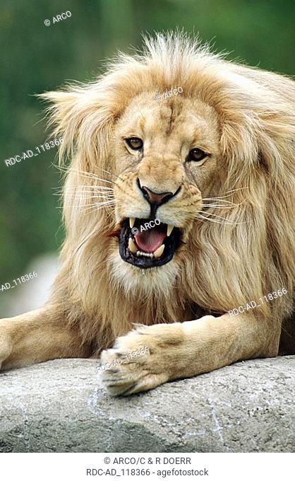 African Lion male Panthera leo