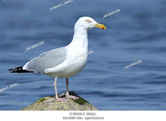 Adult American Herring Gull (Larus smithsonianus) standing on a rock at the edge of the sea. Ocean Co., N.J. March 2017