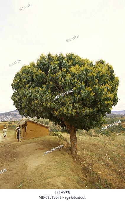 Madagascar, cinnamon, Cinnamonum  zeylanicum,   Landscape, vegetation, meager, nature, plant, tree, extraction, cinnamon, cinnamon bark, seasoning
