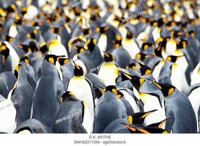 king penguin (Aptenodytes patagonicus), breeding colony, Suedgeorgien, Salisbury Plains