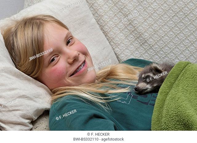 common raccoon (Procyon lotor), animal baby sleeping on the belly of a girl , Germany