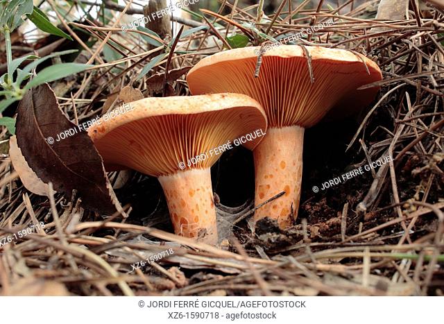 Edible mushroom, Saffron milk cap, Red pine mushroom, pinetell, níscalo Lactarius deliciosus in a wood, Catalonia, Spain, Europe