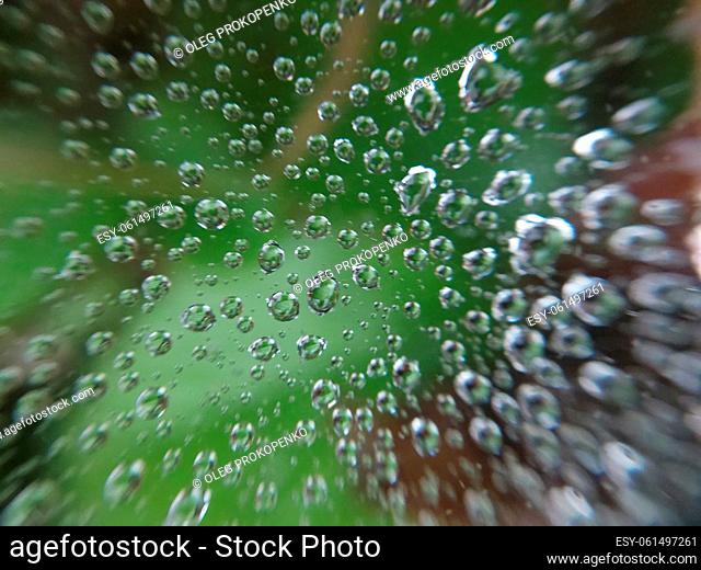 Dew drops lie on a the cobweb