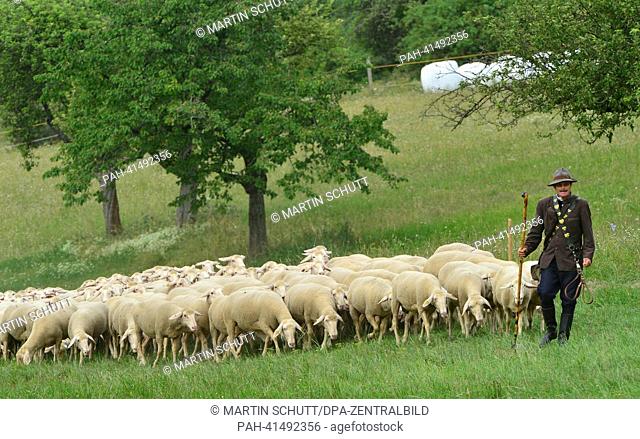 Shepherd Bertram Scheler herds sheep during the 22nd Thuringian Shepherd Festival in Hohenfelden,  Germany, 03 August 2013