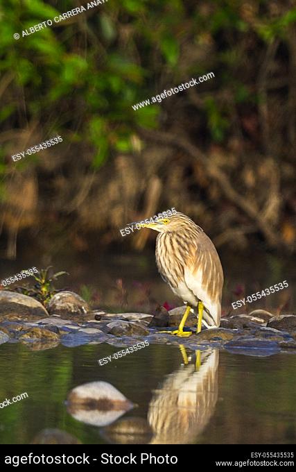 Indian Pond Heron, Ardeola grayii, Wetlands, Royal Bardia National Park, Bardiya National Park, Nepal, Asia