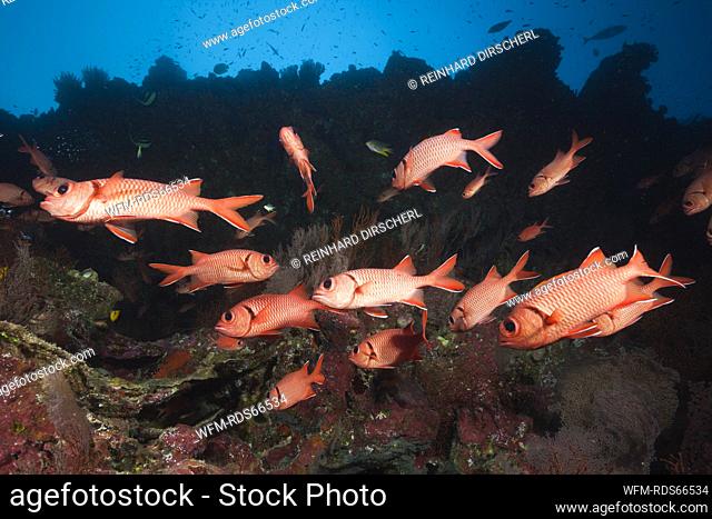 Shoal of Blotcheye Soldierfish, Myripristis murdjan, Christmas Island, Australia