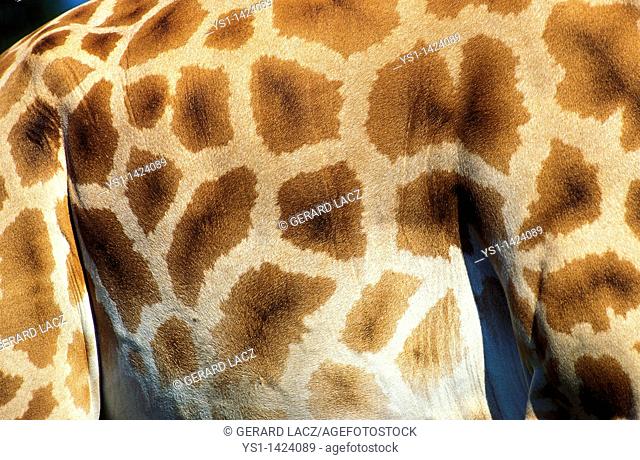 ROTHSCHILD'S GIRAFFE giraffa camelopardalis rothschildi, CLOSE-UP OF SKIN, KENYA
