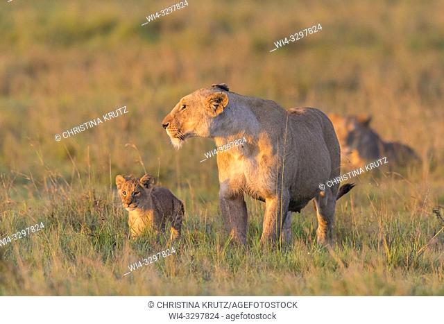 African Lion (Panthera leo) female with cub, Maasai Mara National Reserve, Kenya, Africa