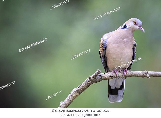 Oriental Turtle-dove (Streptopelia orientalis) perched on branch. Pangot. Nainital district. Uttarakhand. India