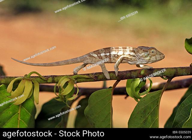 Young panther chameleon (Furcifer pardalis), female (Chamaeleo pardalis), page, Madagascar, Africa