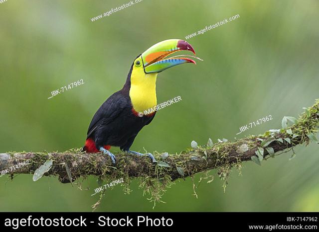 Fishing toucan also called Keel billed Toucan (Ramphastos sulfuratus) on overgrown branch with visible tongue, Boca Topada, Costa Rica, Central America