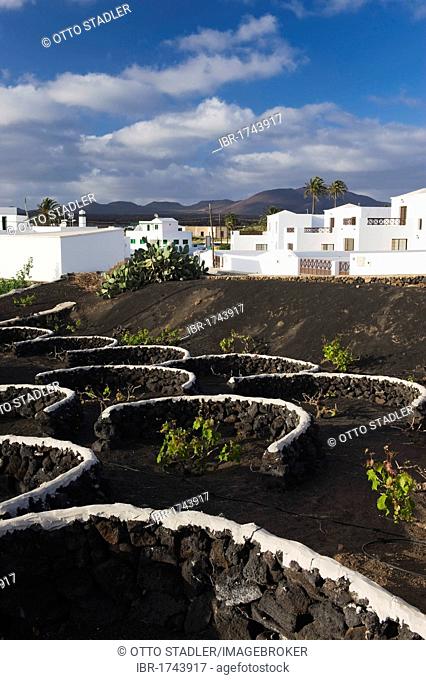 Vineyard cultivation in a lava field in Yaiza, Lanzarote, Canary Islands, Spain, Europe