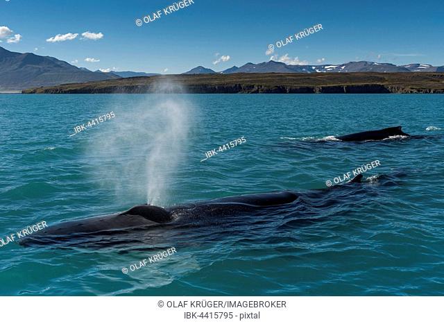Humpback whales (Megaptera novaeangliae) swimming and blowing, Eyjafjörður, Iceland