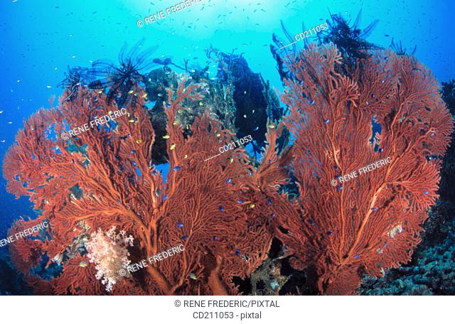 Gorgonian Sea Fans. Papua New Guinea