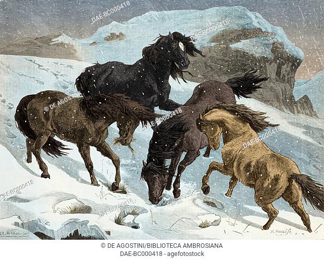 Winter, Dartmoor ponies in search of feed, United Kingdom, illustration from the magazine The Graphic, volume XXIII, n 598, May 14, 1881