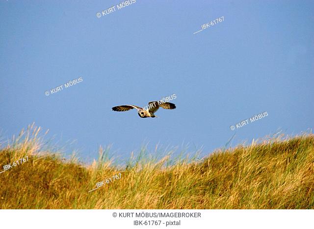 Short-eared Owl in hunting flight over dunes