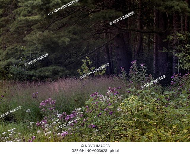Various Wildflowers and Switchgrass in Field with Evergreen Trees in Background