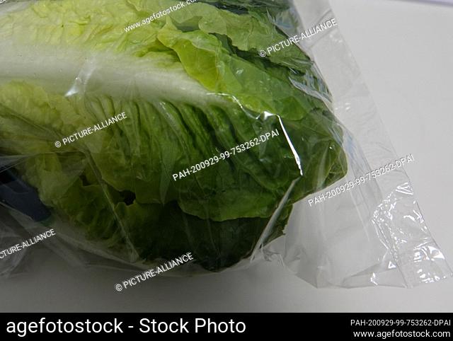 26 September 2020, Berlin: Salad is wrapped in foil. Photo: Alexandra Schuler/dpa. - Berlin/Berlin/Germany