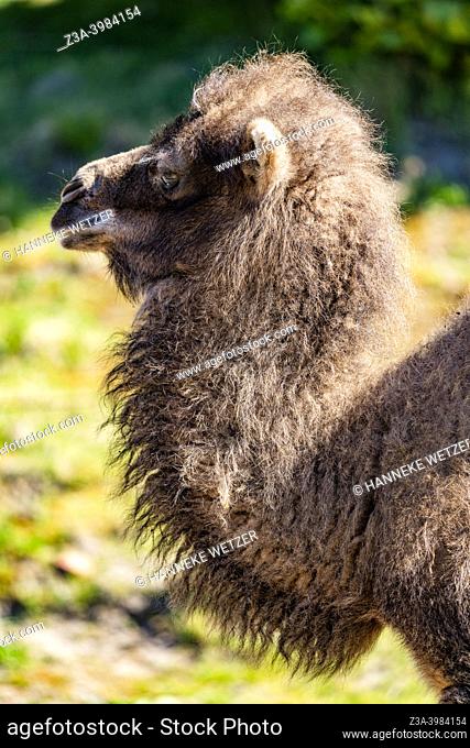 Nuenen, The Netherlands: Portrait of a baby camel in a Dutch Zoo