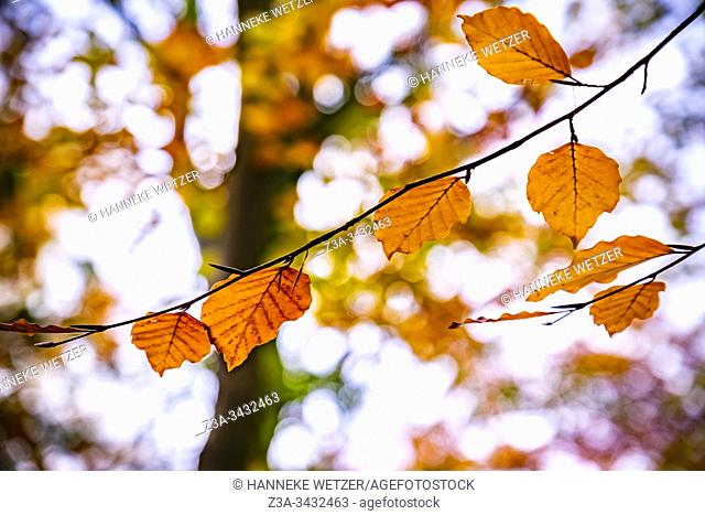 Colorful autumn leaves, Philips de Jongh Park, Eindhoven, The Netherlands, Europe