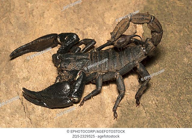 Forest scorpion Heterometrus sp. Family: Scorpionidae, Idukki Wildlife Sanctuary, Kerala, India