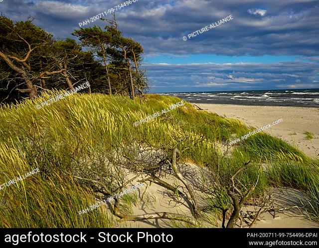 05 July 2020, Denmark, Dueodde: The coastal forest with the dunes at the south-eastern tip of the Danish Baltic Sea island