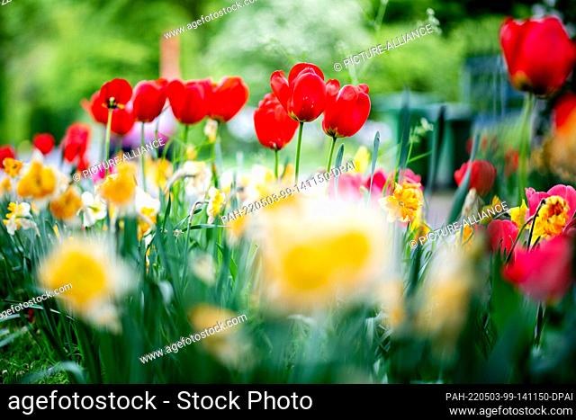 03 May 2022, Lower Saxony, Oldenburg: Tulips and daffodils in different colors bloom on the edge of the street Achterdiek