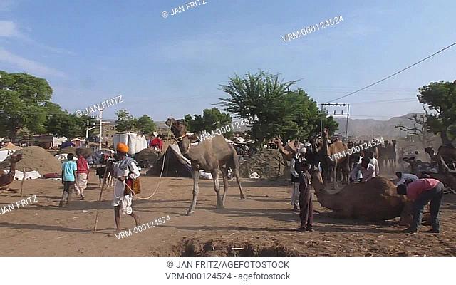 group of camels walking by at the Pushkar fair in Rajasthan, India