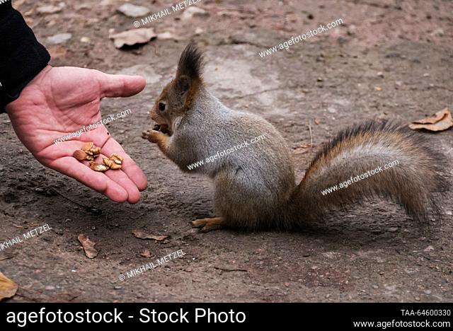 RUSSIA, MOSCOW - NOVEMBER 9, 2023: A man feeds a squirrel in Tsaritsyno Park in autumn. Mikhail Metzel/TASS