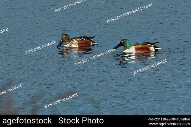 07 November 2023, Brandenburg, Trebbin: 07.11.2023, Trebbin. Northern shovelers (Spatula clypeata, Syn.: Anas clypeata) swimming on a pond in a nature reserve...