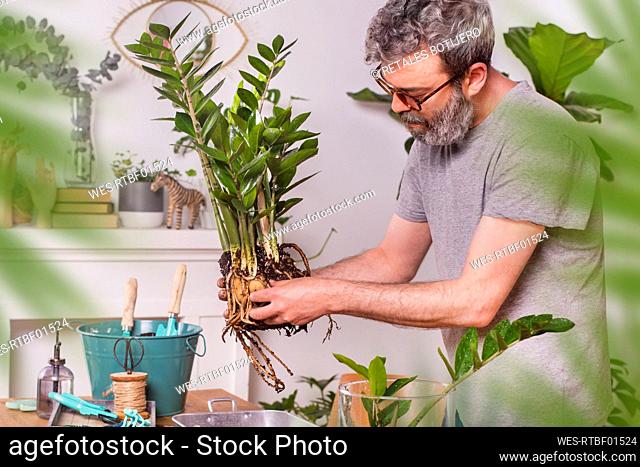 Man removing mud from Zamioculcas Zamiifolia plant while gardening at home