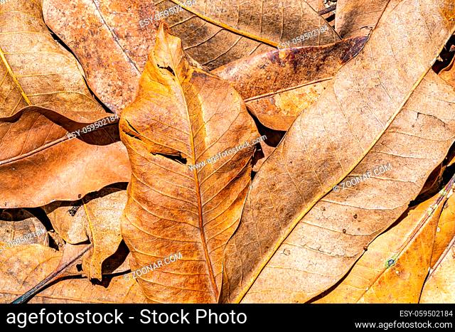 Pile of dry leaves on the ground in sunlight. Dry leaves fall on the ground in rainy season