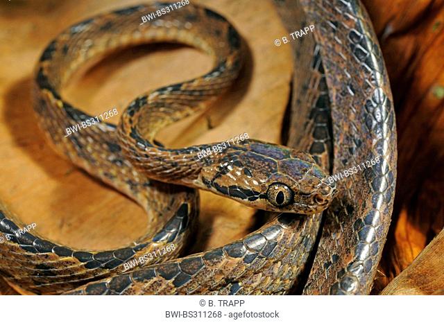 Sri Lanka cat snake (Boiga ceylonensis), lying on the ground, Sri Lanka, Sinharaja Forest National Park