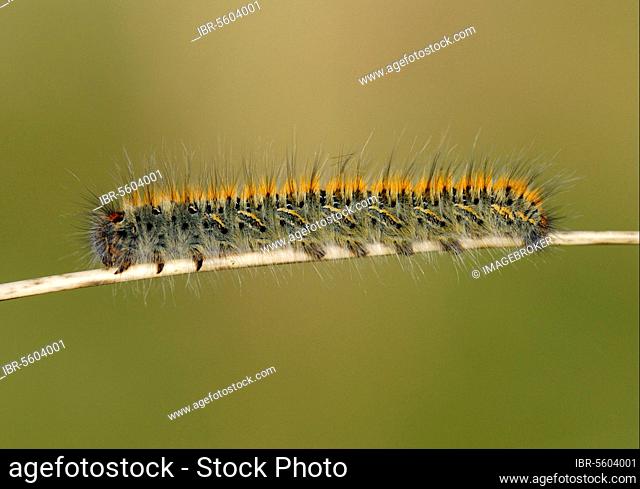 Grass Eggar (Lasiocampa trifolii) caterpillar, on marram grass stalk in sand dunes, Pembrey Country Park, Llanelli, Carmarthenshire, Wales, United Kingdom