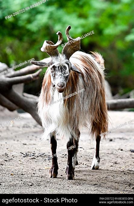 17 July 2020, Berlin: A Girgentana goat in its outdoor enclosure at Tierpark Berlin. A striking feature of these animals