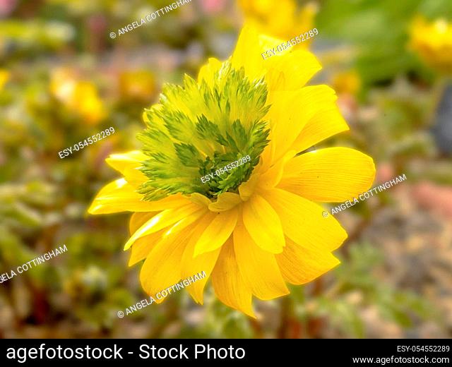 Closeup of a yellow and green flower of Adonis amurensis Hanazono in a garden