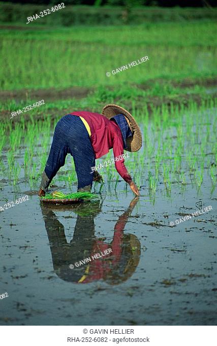 Woman planting out rice in a paddy field, Bali, Indonesia, Southeast Asia, Asia
