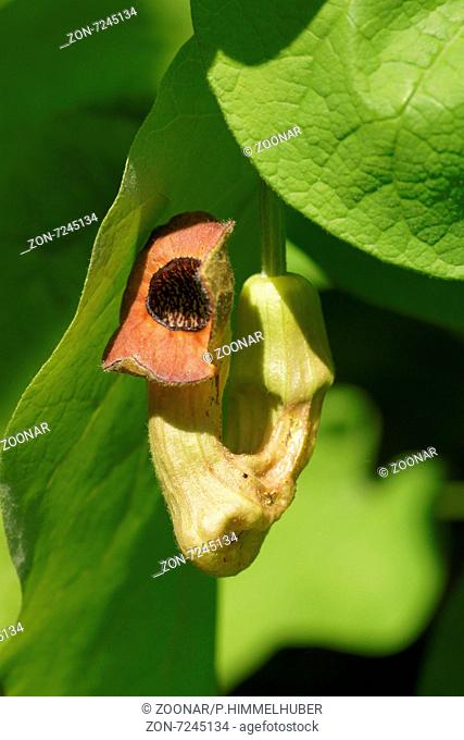 Manchurian pipevine