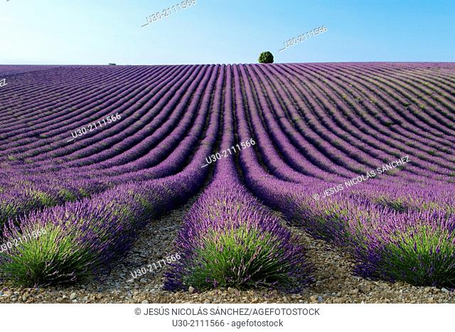 Lavender fields (Lavandula angustifolia), in Valensole plateau. Digne-les-Bains district, in Alpes de Haute Provence department and Provence-Alpes-Cote d'Azur...