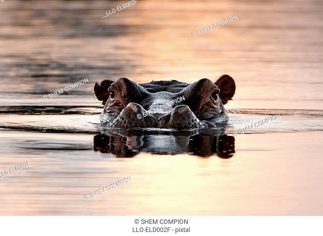 Large Hippo Hippopotamus amphibius Emerging from Water  Okavango Delta, Botswana, Africa