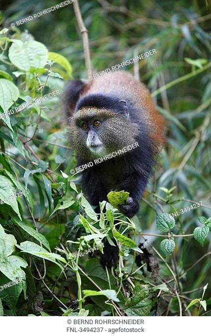 Golden monkey, Cercopithecus mitis kandti, Virunga Nationalpark, Ruanda, East Africa, Africa