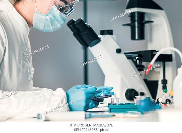 Microbiologist working in laboratory