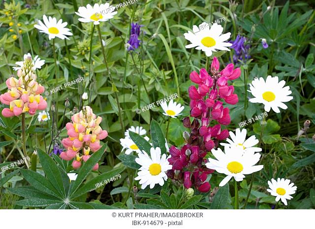 Lupins, oxeye daisy or marguerite (Leucanthemum vulgare), Lofoten, Norway, Scandinavia, Europe