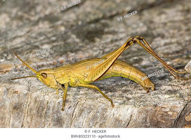 large gold grasshopper (Chrysochraon dispar), female laying eggs, Germany