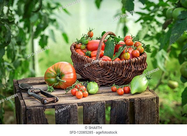 Assorted tomatoes in a wicker basket on a wooden crate
