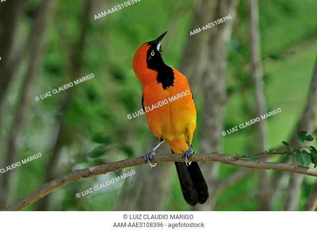 Orange-backed Troupial (Icterus croconotus) in the Pantanal of Mato Grosso State, Center-West of Brazil