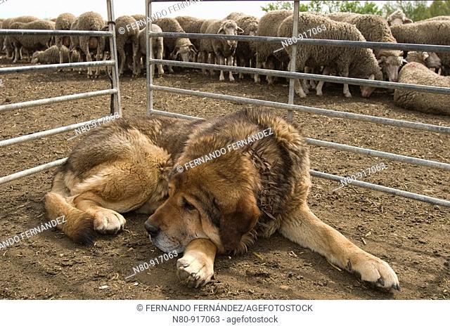 Perro de raza Mastín Leonés cuidando un rebaño de ovejas merinas  Astorga  León  Castilla y León  España