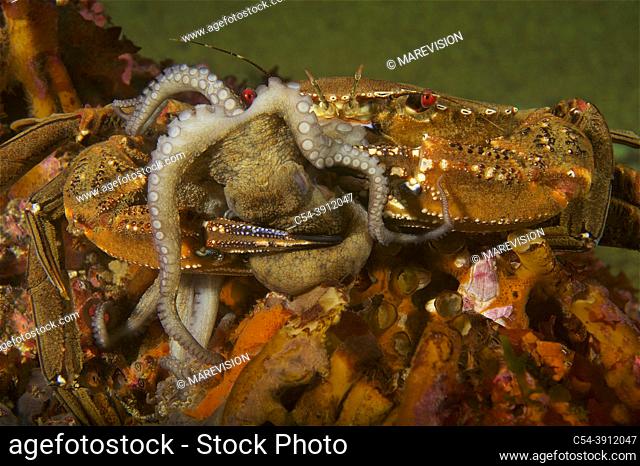 Devil crab. Swimming crab. Velvet fiddler. Velvet Swimming Crab (Necora puber) devouring juvenile Octopus (Octopus vulgaris). Eastern Atlantic