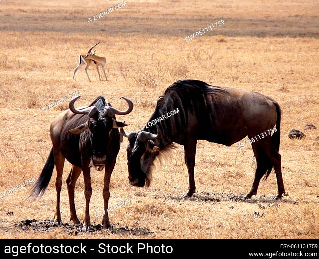 Close up of two wildebeest on parched savanna, Serengeti, Ample copy space. Tanzania. High quality photo